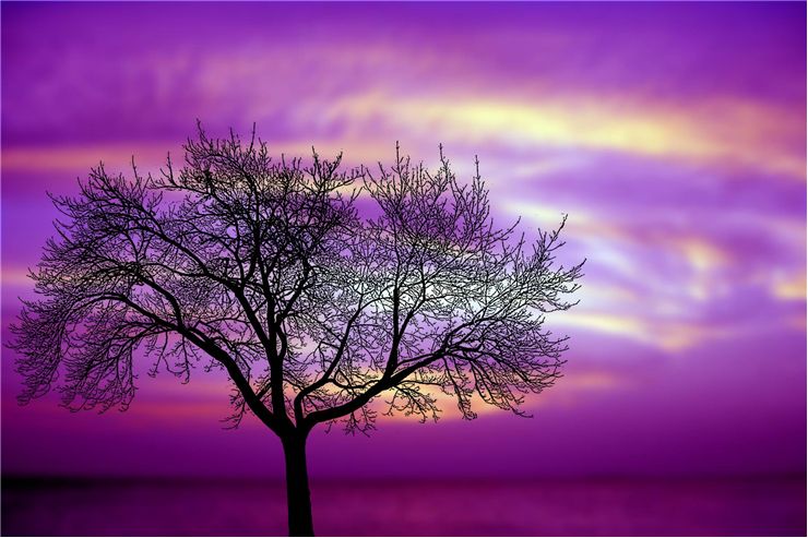 Picture Of Utopian Tree Silhouette